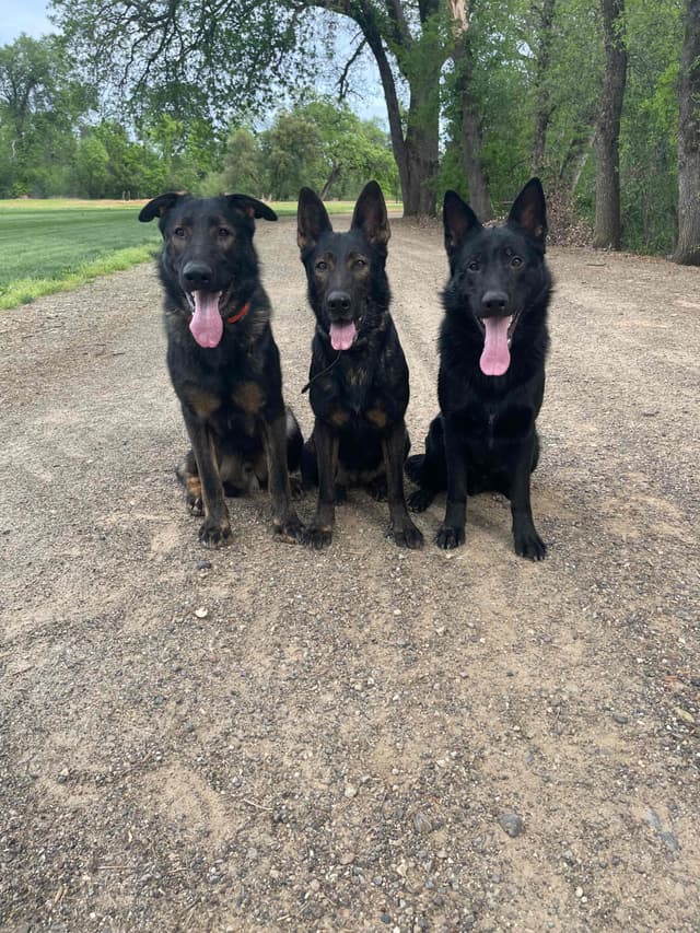 1 yr  German Shepherd Dog media 11