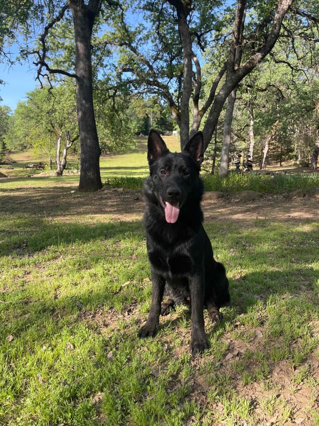 1 yr  German Shepherd Dog media 12