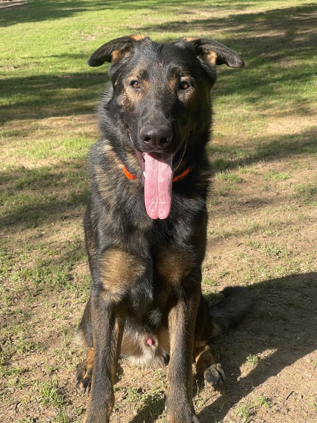 1 yr  German Shepherd Dog media 13
