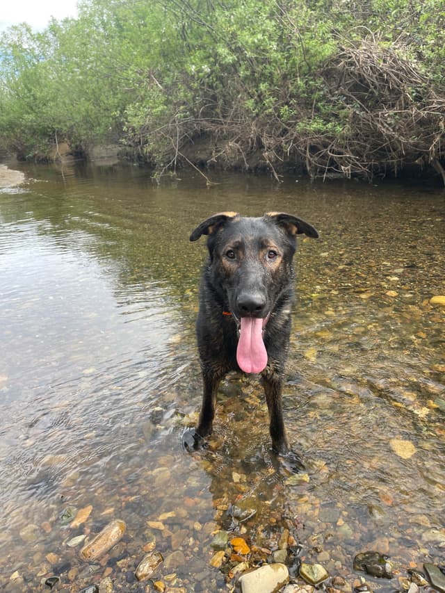1 yr  German Shepherd Dog media 14