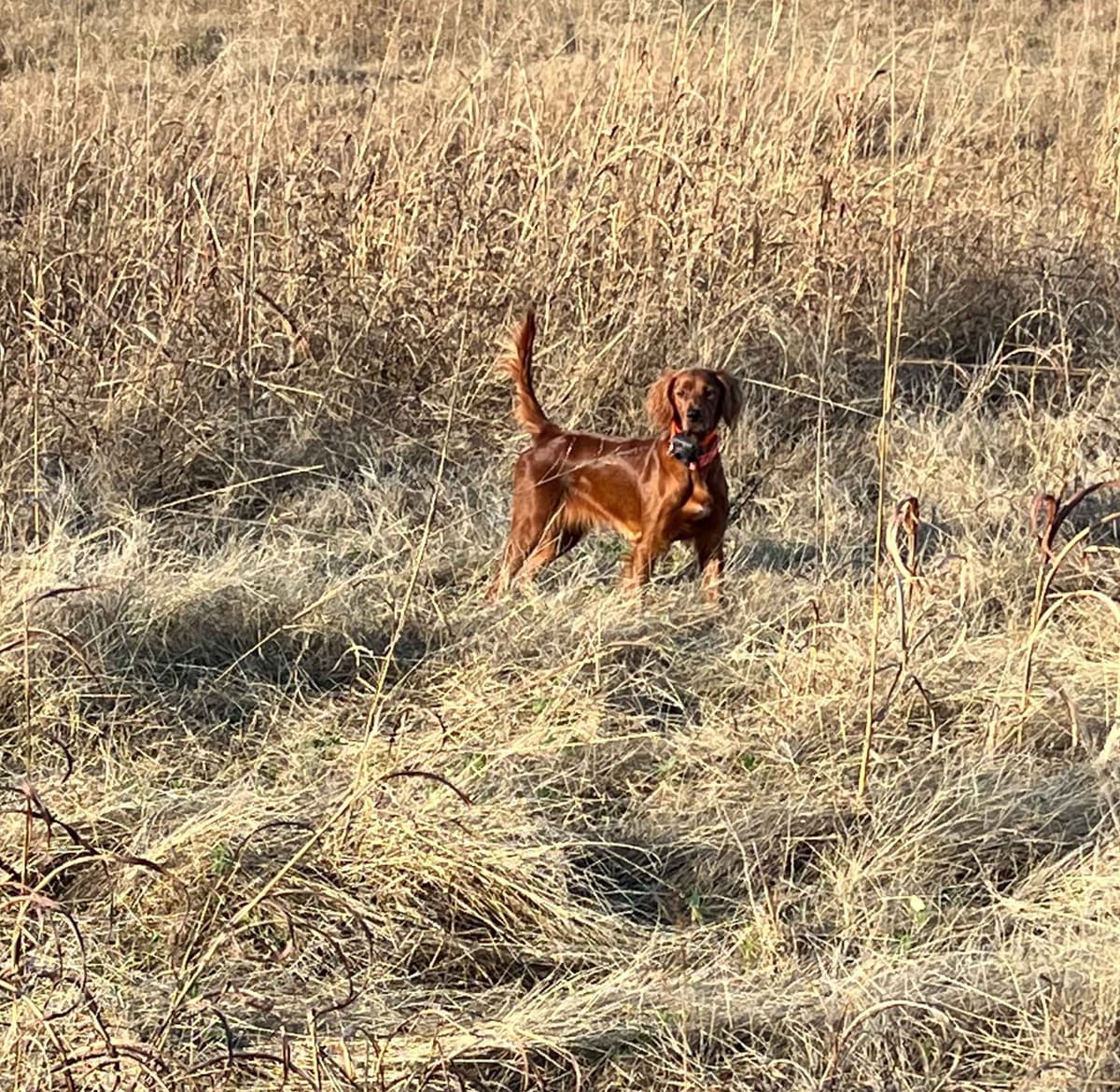 Irish Setter Puppies breeder image 1