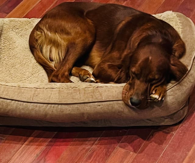Irish Setter Puppies media 3