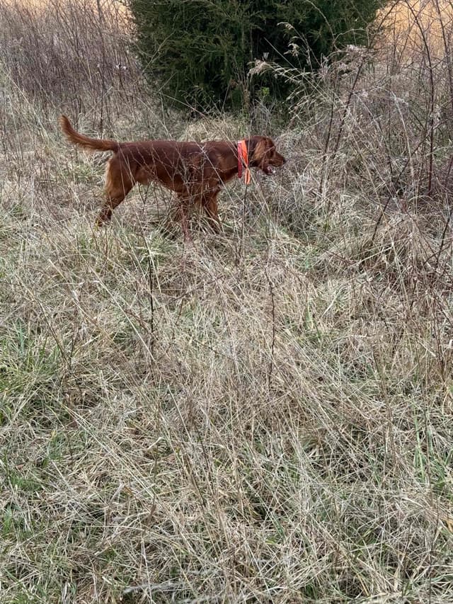 Irish Setter Puppies media 4