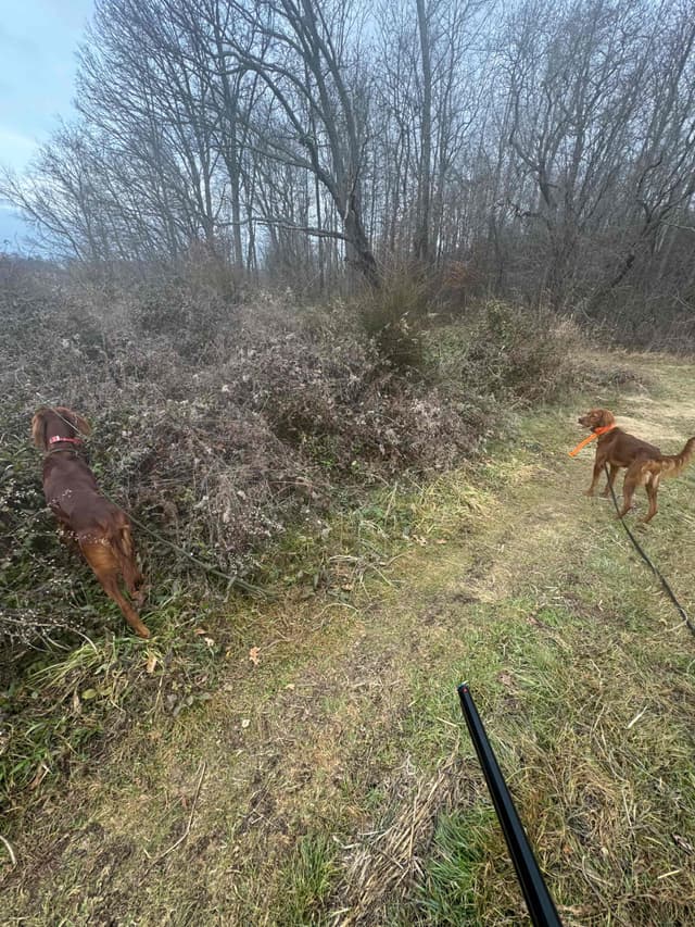 Irish Setter Puppies media 5