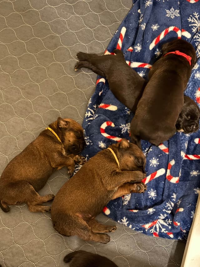 Cane Corso Puppies media 3