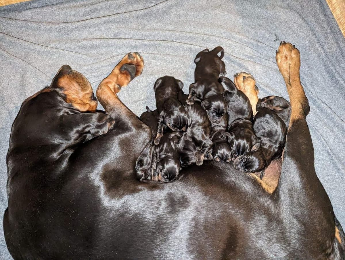 Black and Tan Coonhound Puppies breeder image 1