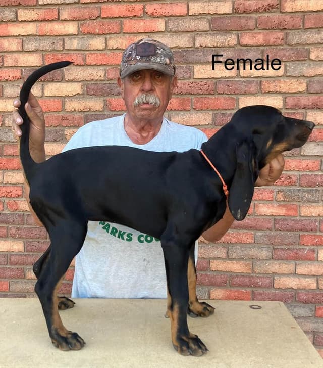 Black and Tan Coonhound Puppies media 2