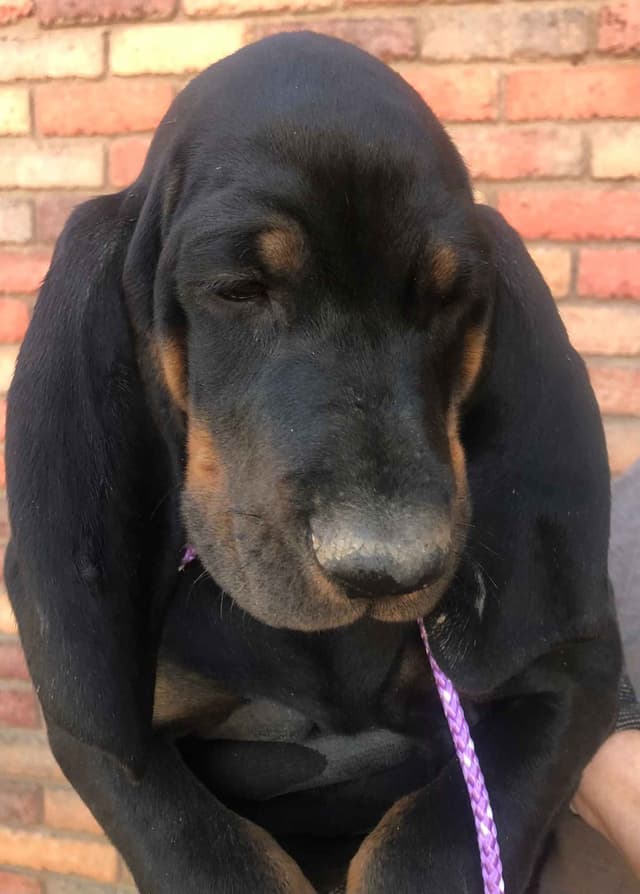 Black and Tan Coonhound Puppies media 3