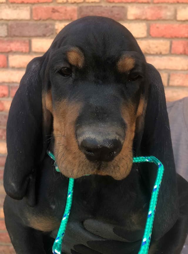 Black and Tan Coonhound Puppies media 4