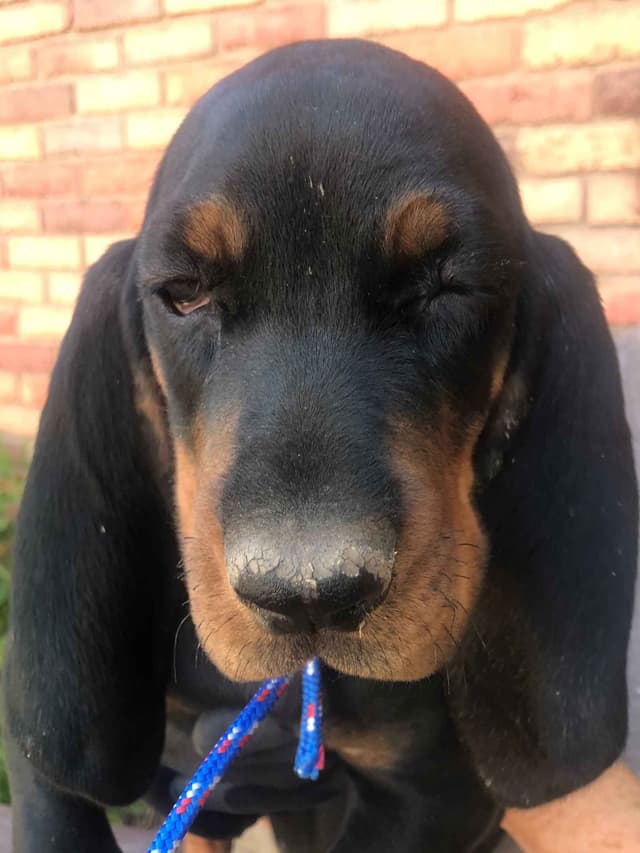 Black and Tan Coonhound Puppies media 5
