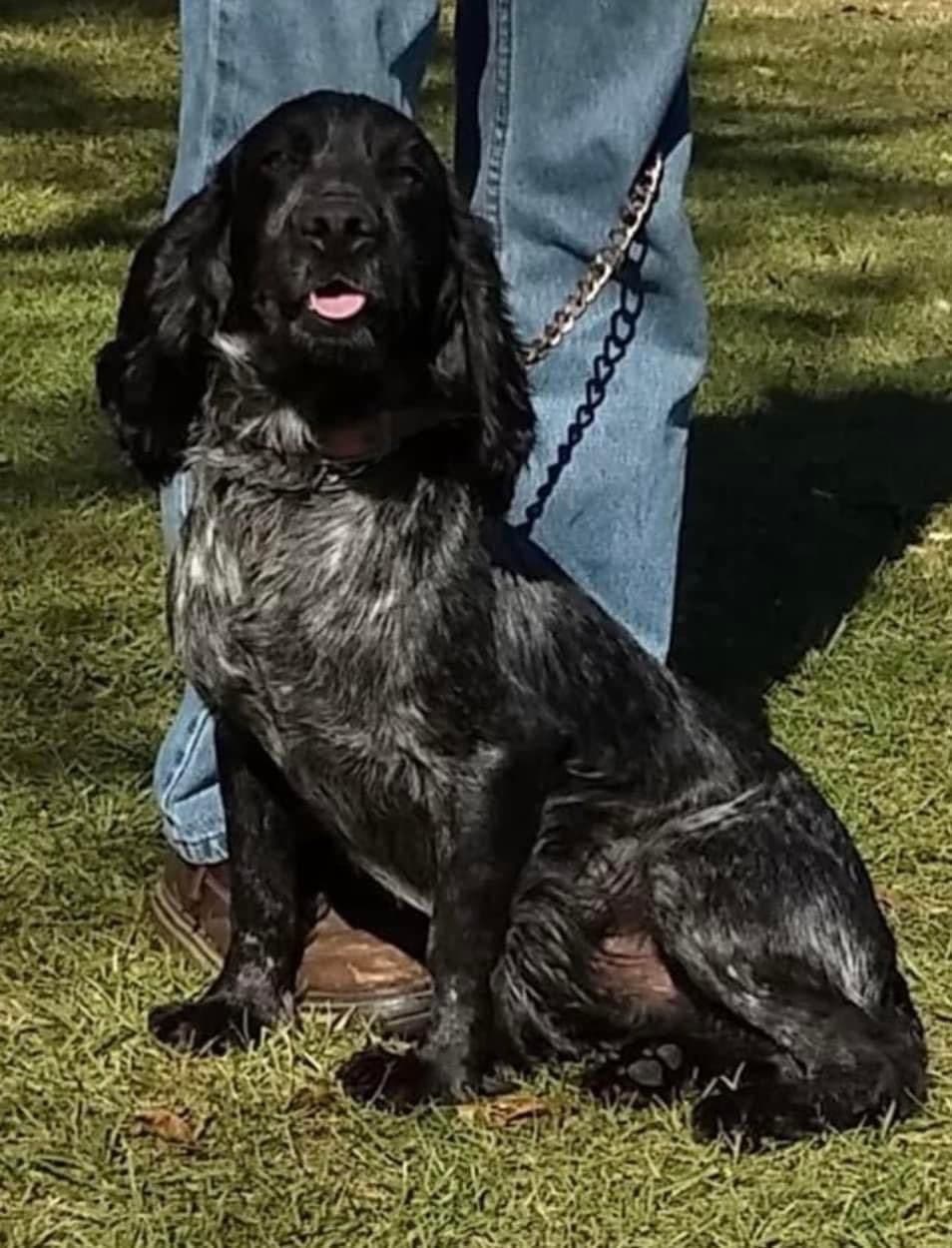 English Cocker Spaniel Puppies breeder image 2