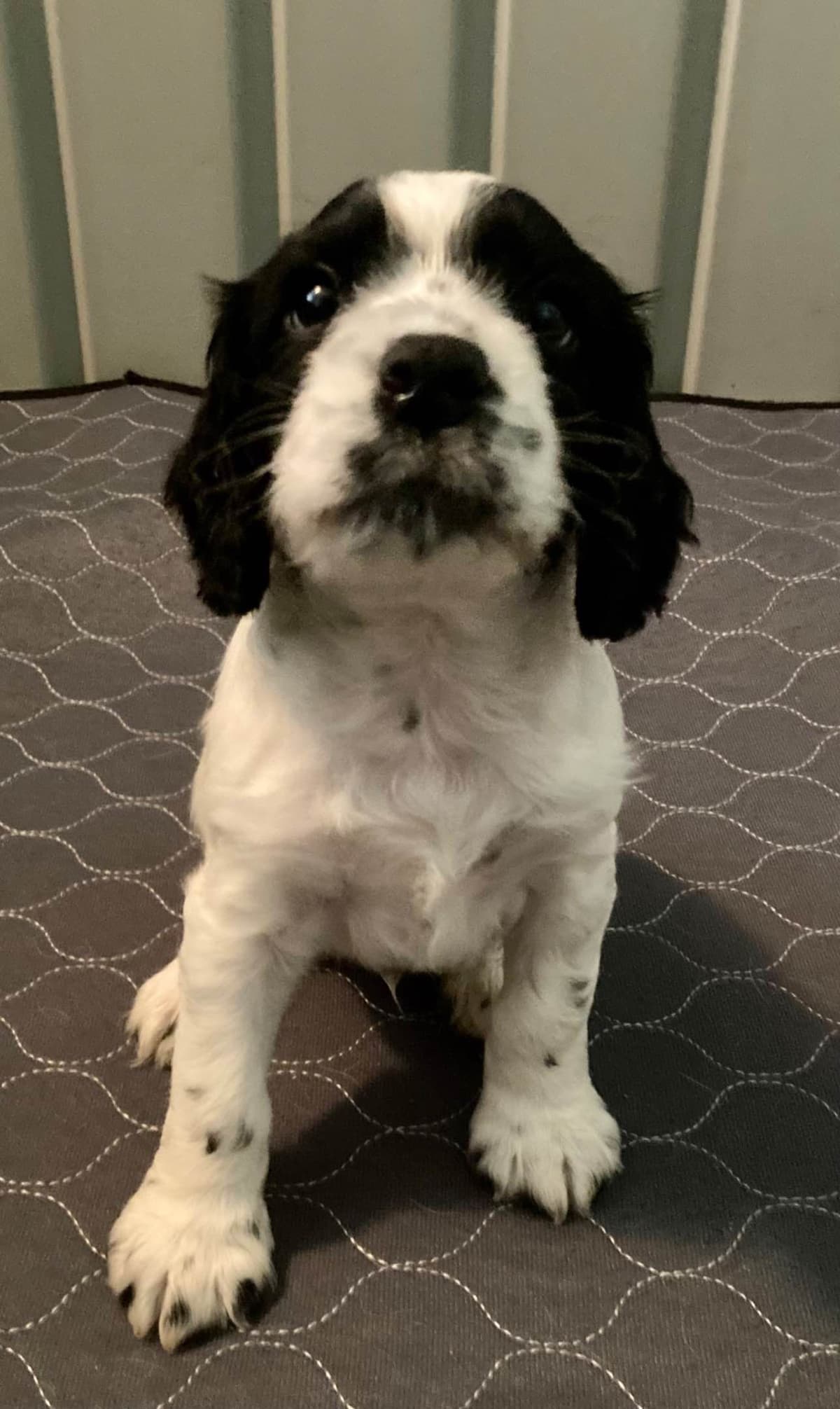 English Cocker Spaniel Puppies breeder image 3