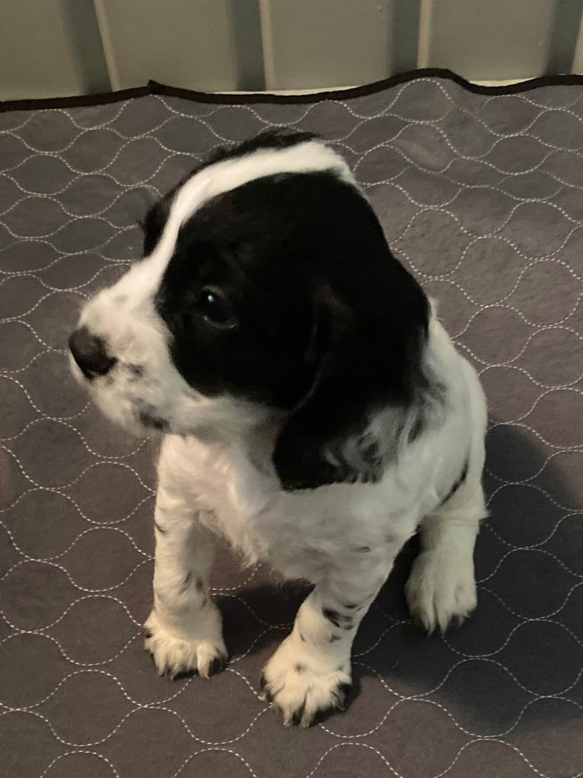English Cocker Spaniel Puppies breeder image 4