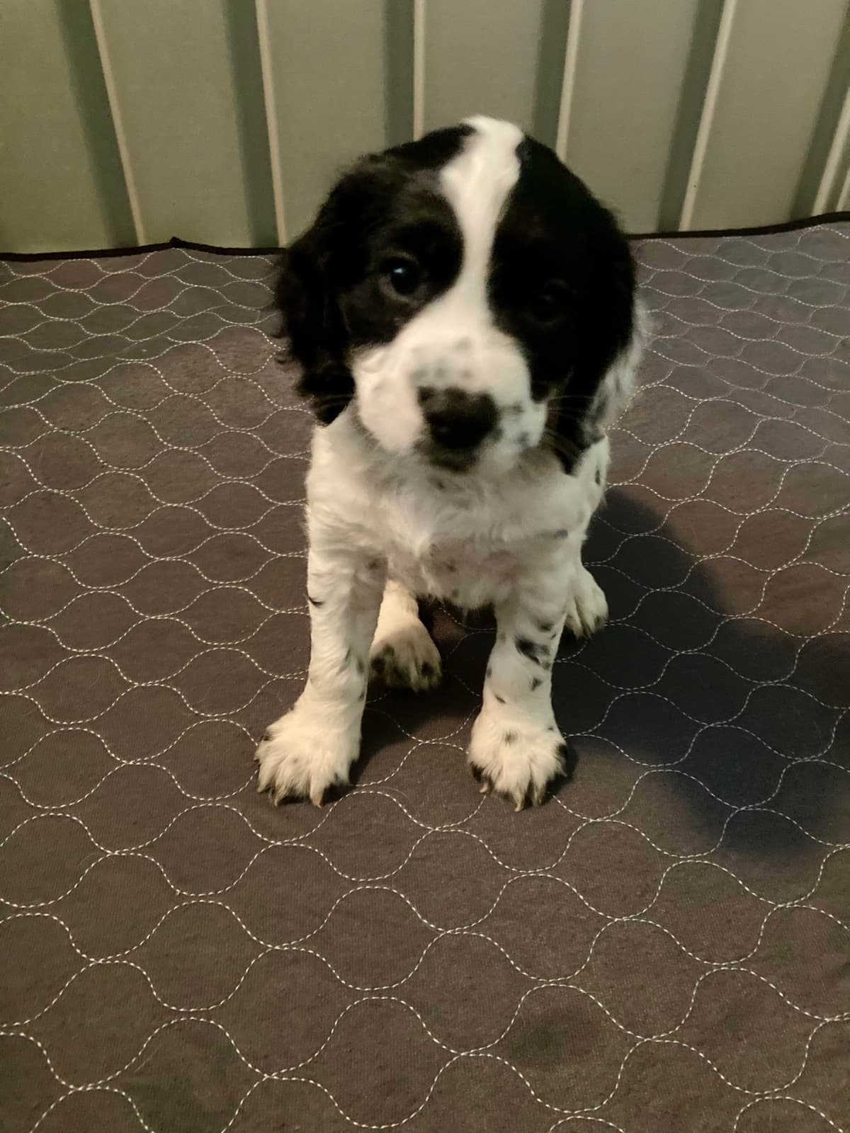 English Cocker Spaniel Puppies breeder image 5