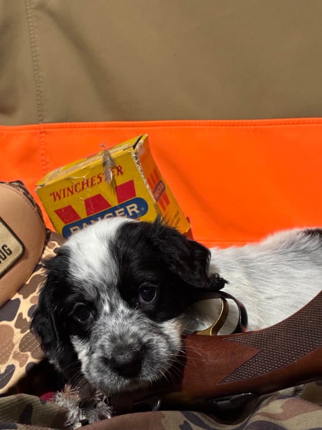 English Cocker Spaniel Puppies media 3