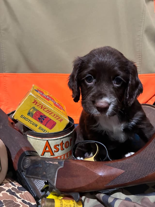 English Cocker Spaniel Puppies media 5