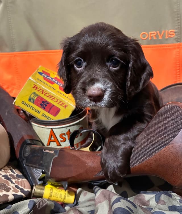 English Cocker Spaniel Puppies media 6