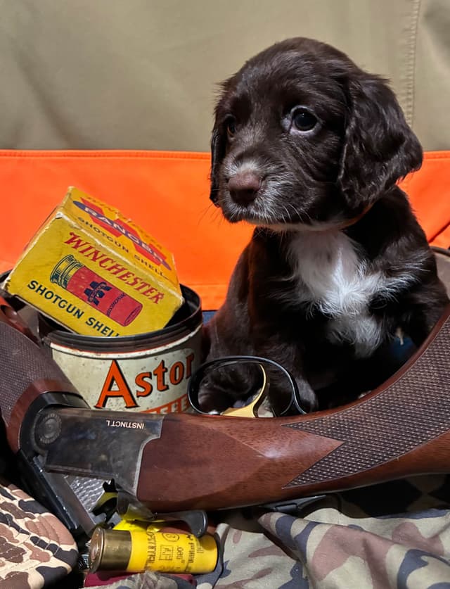 English Cocker Spaniel Puppies media 7