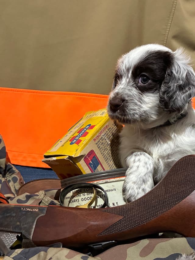 English Cocker Spaniel Puppies media 9