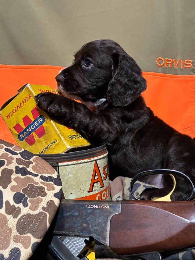 English Cocker Spaniel Puppies media 11