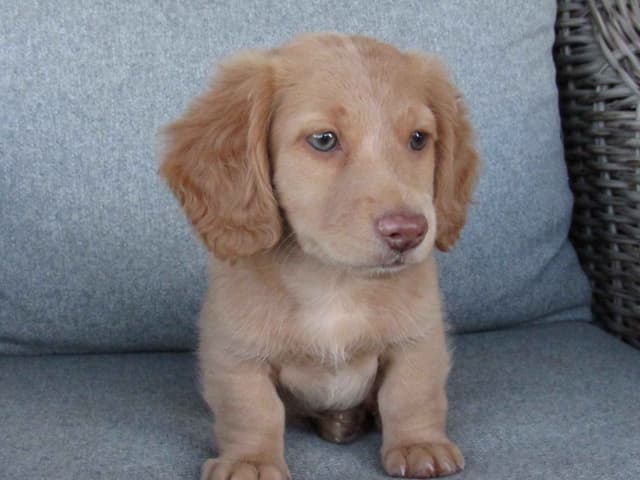 Long hair Mini Dachshund Puppies media 2