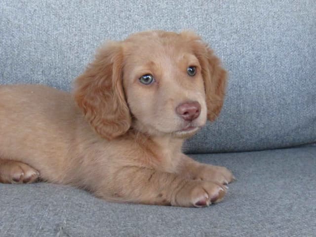 Long hair Mini Dachshund Puppies media 3