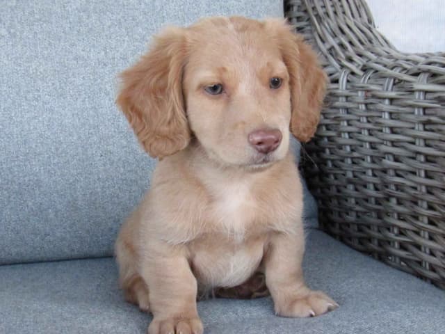 Long hair Mini Dachshund Puppies media 7
