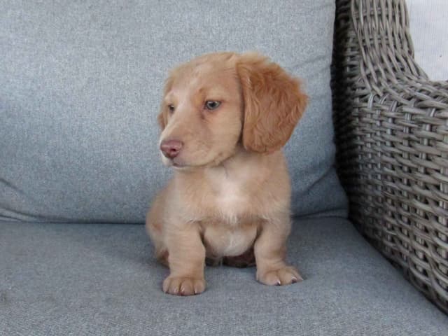 Long hair Mini Dachshund Puppies media 8