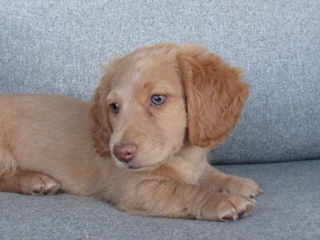 Long hair Mini Dachshund Puppies media 6