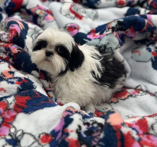 Shih Tzu Puppies media 2