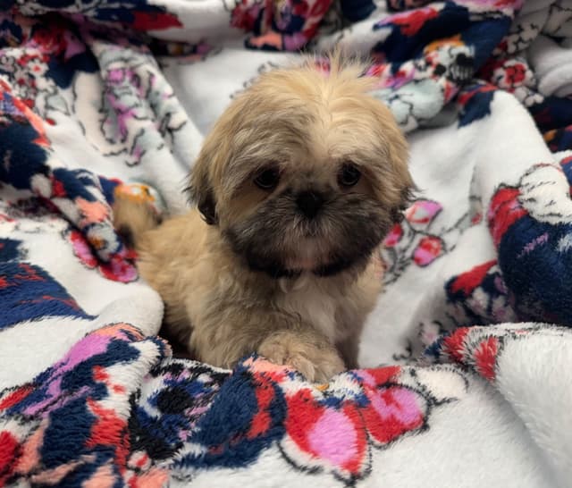 Shih Tzu Puppies media 2