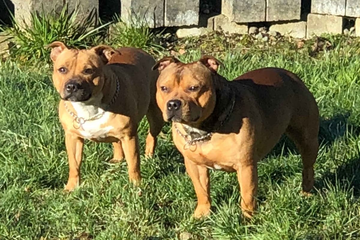 Staffordshire Bull Terrier breeder image 1