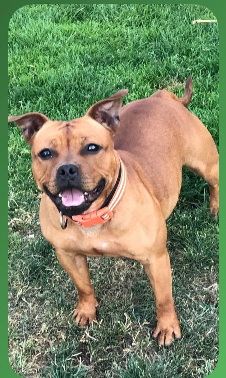 Staffordshire Bull Terrier breeder image 5