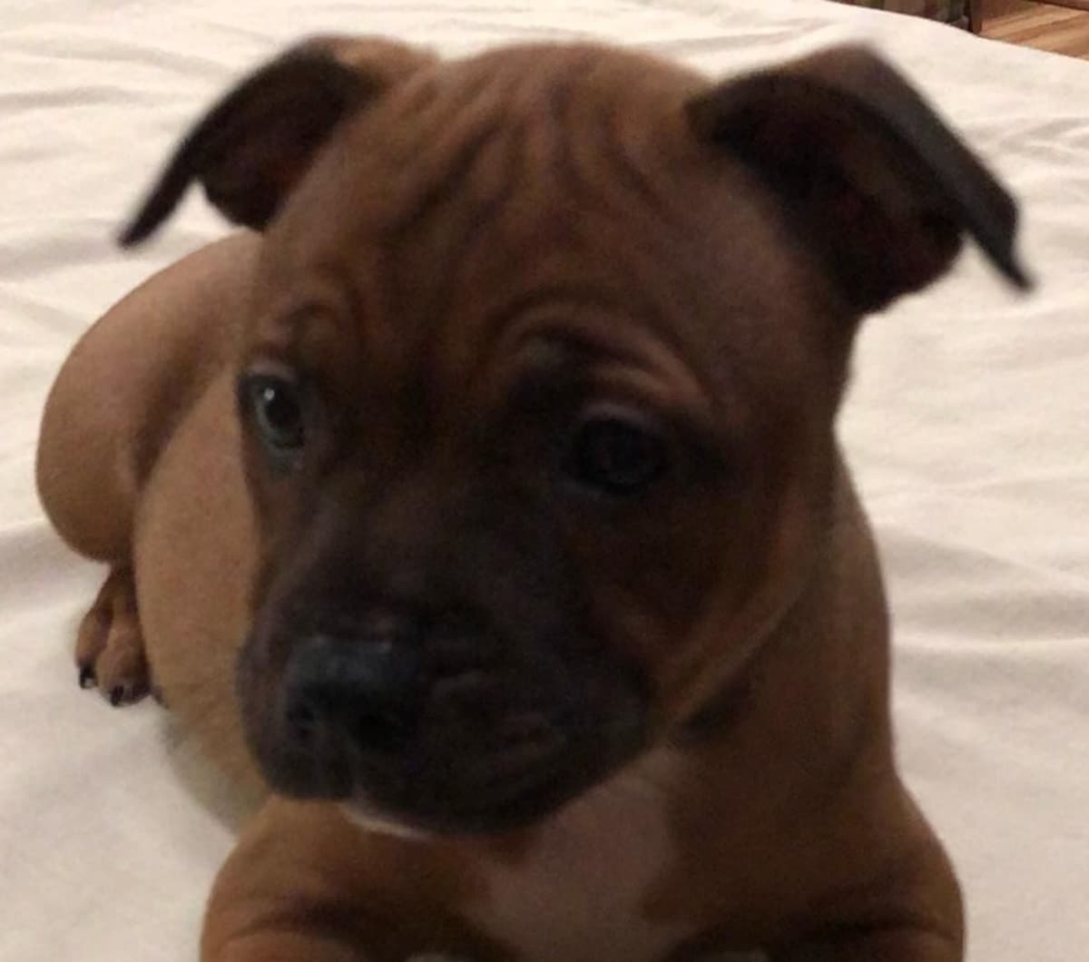 Staffordshire Bull Terrier breeder image 2