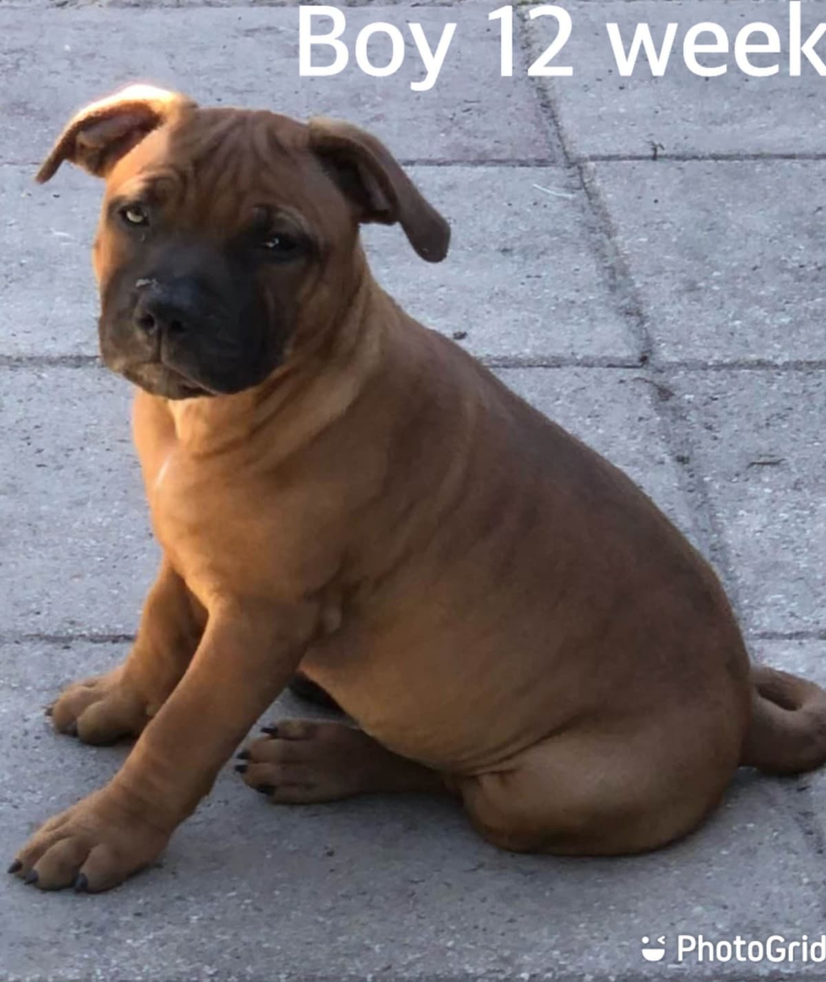 Staffordshire Bull Terrier breeder image 4