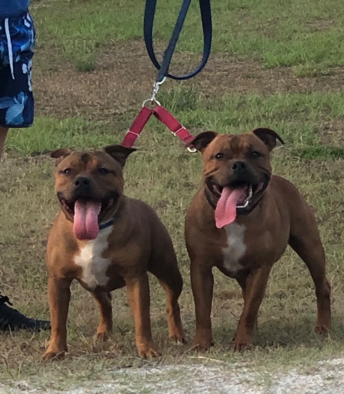 Staffordshire Bull Terrier breeder image 6