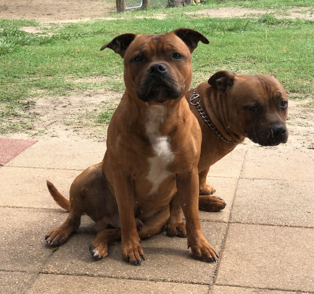 Staffordshire Bull Terrier breeder image 7