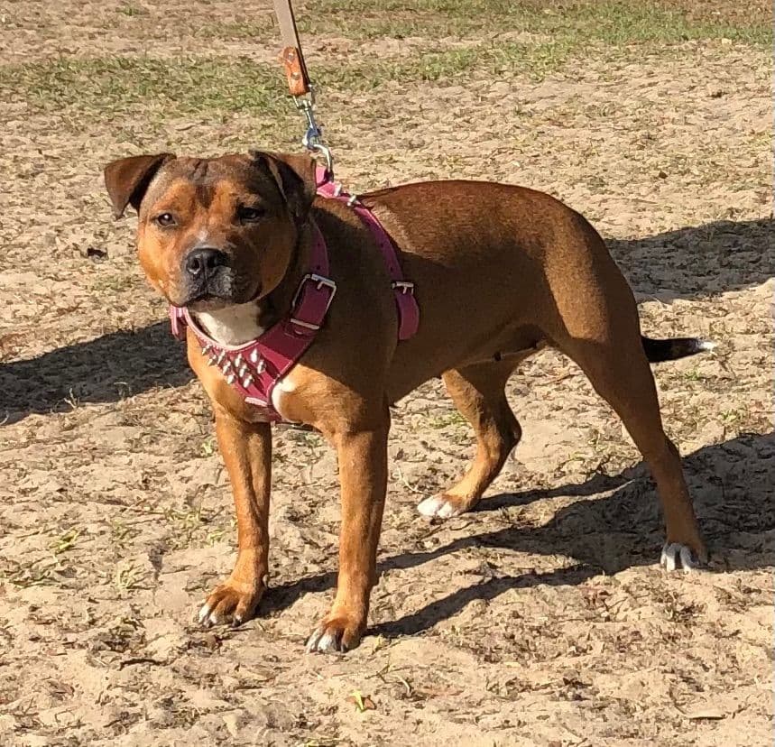 Staffordshire Bull Terrier breeder image 8