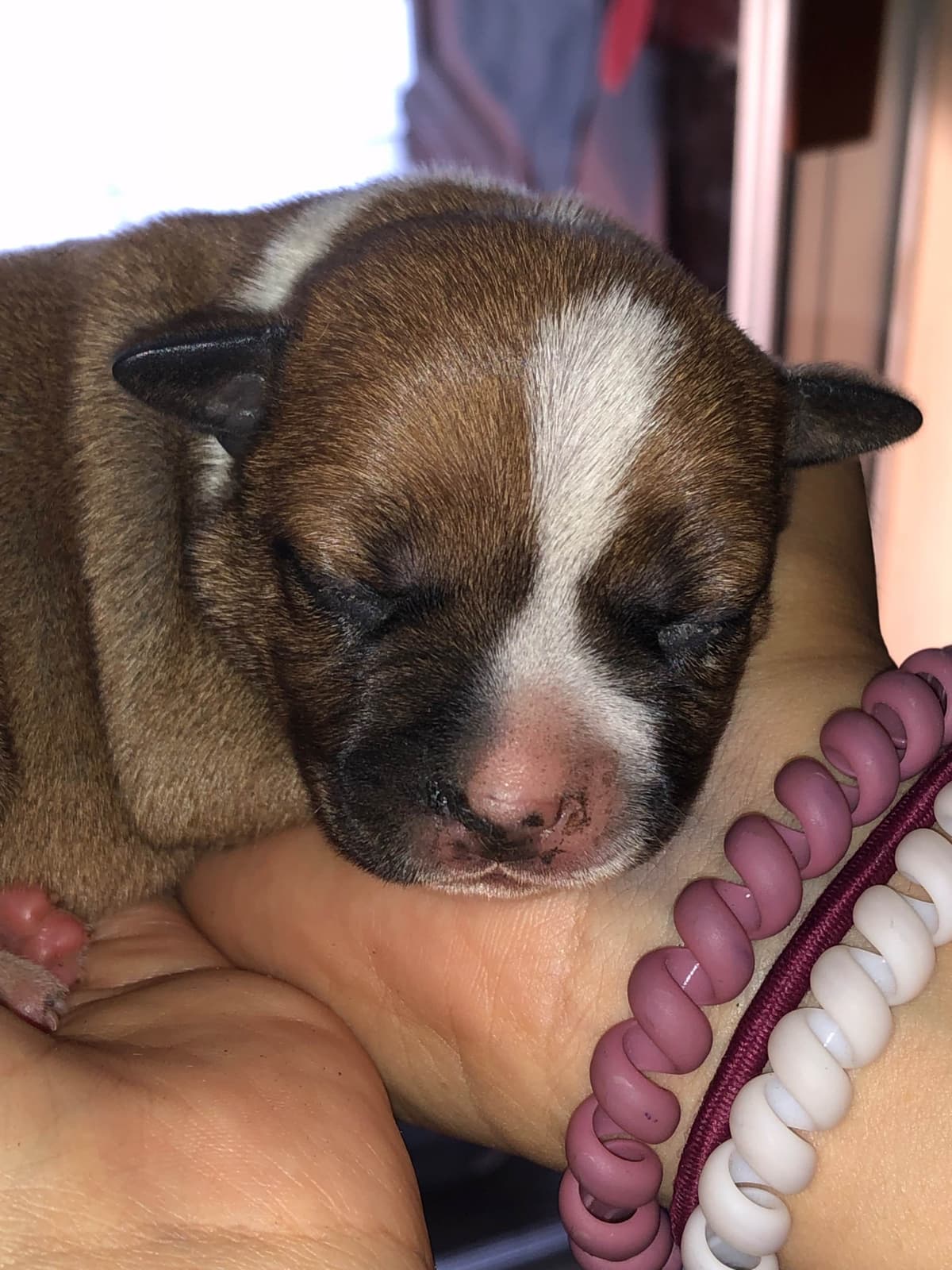 Staffordshire Bull Terrier breeder image 9