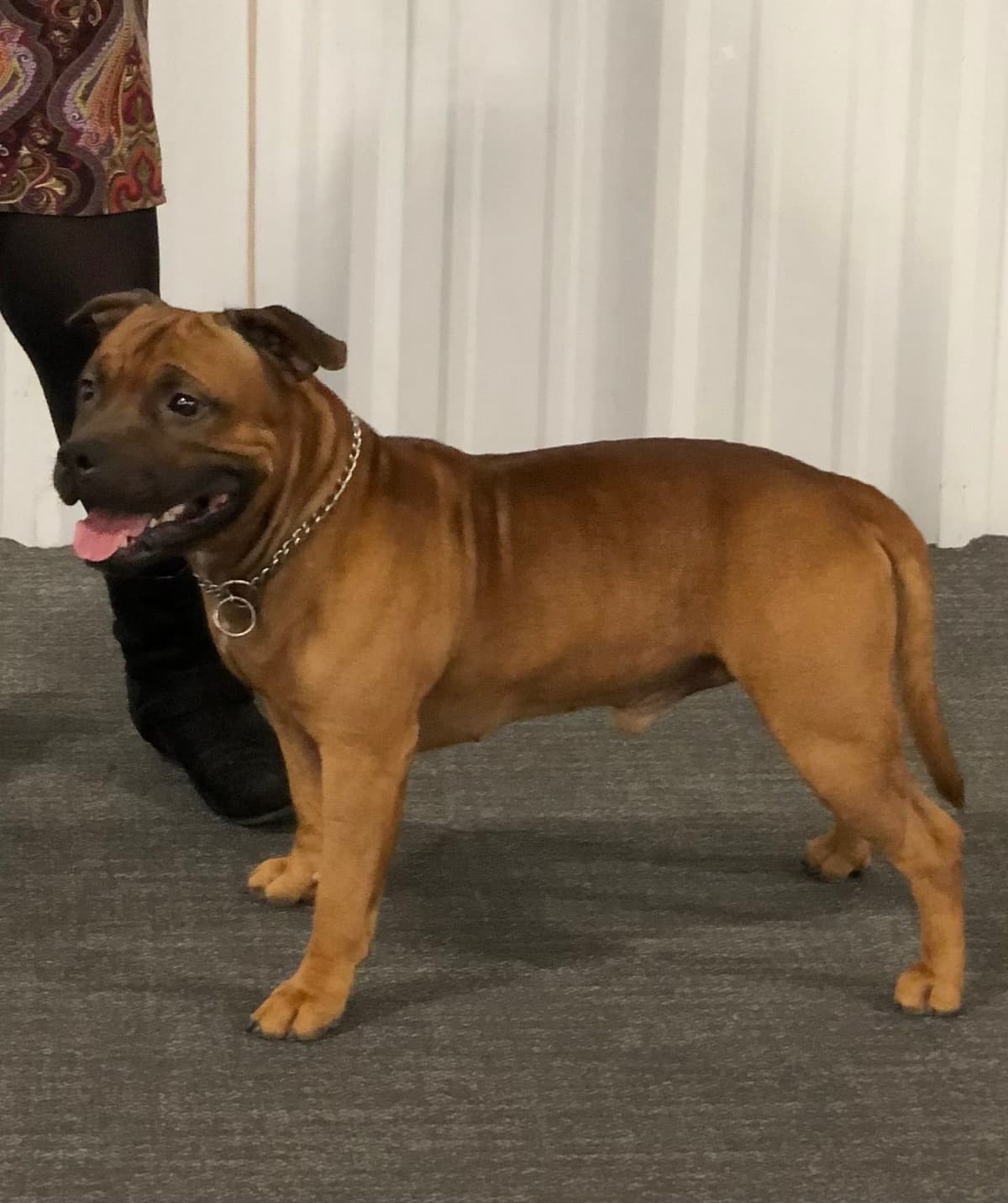 Staffordshire Bull Terrier breeder image 10