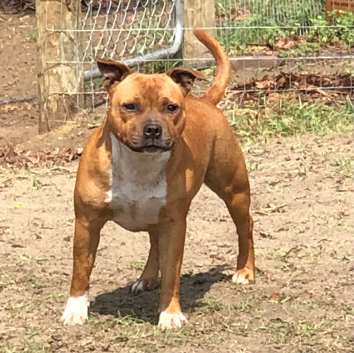 Staffordshire Bull Terrier breeder image 14