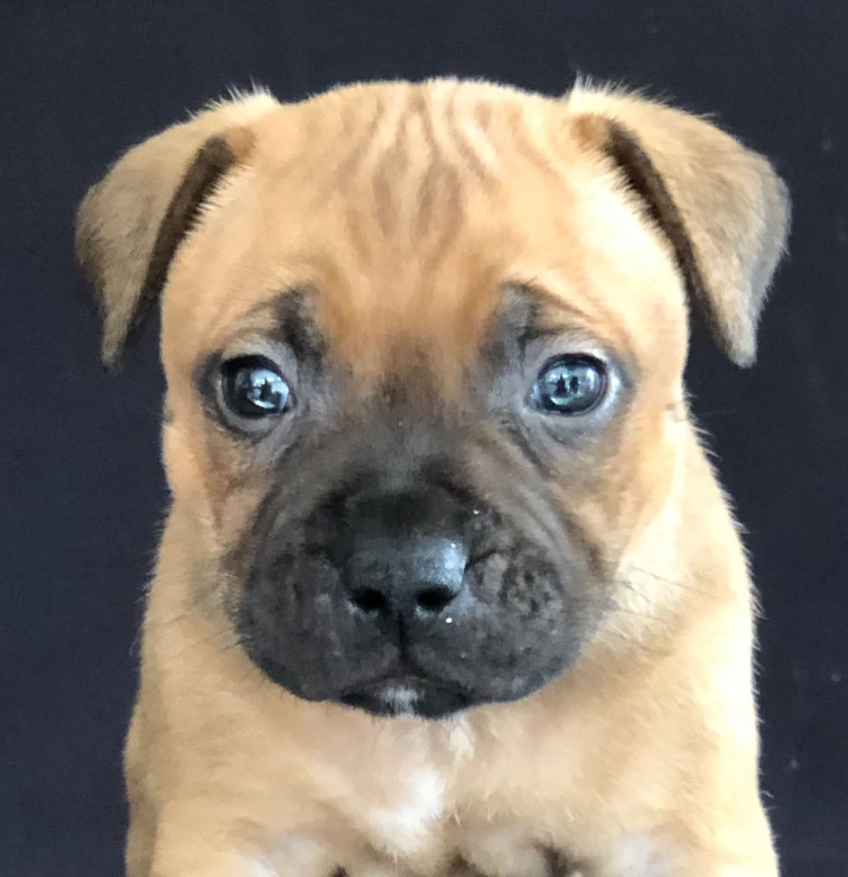 Staffordshire Bull Terrier breeder image 15
