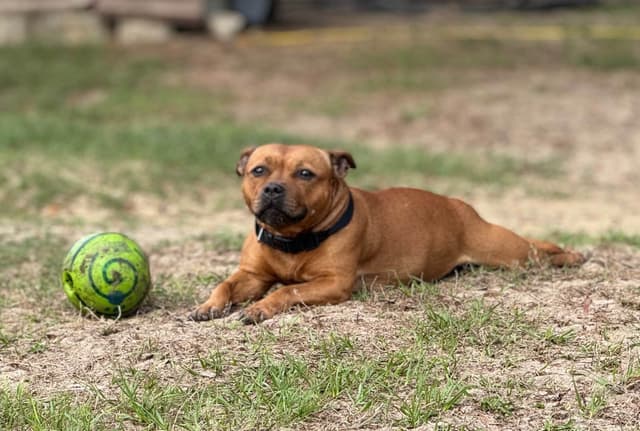 Staffordshire Bull Terrier media 2