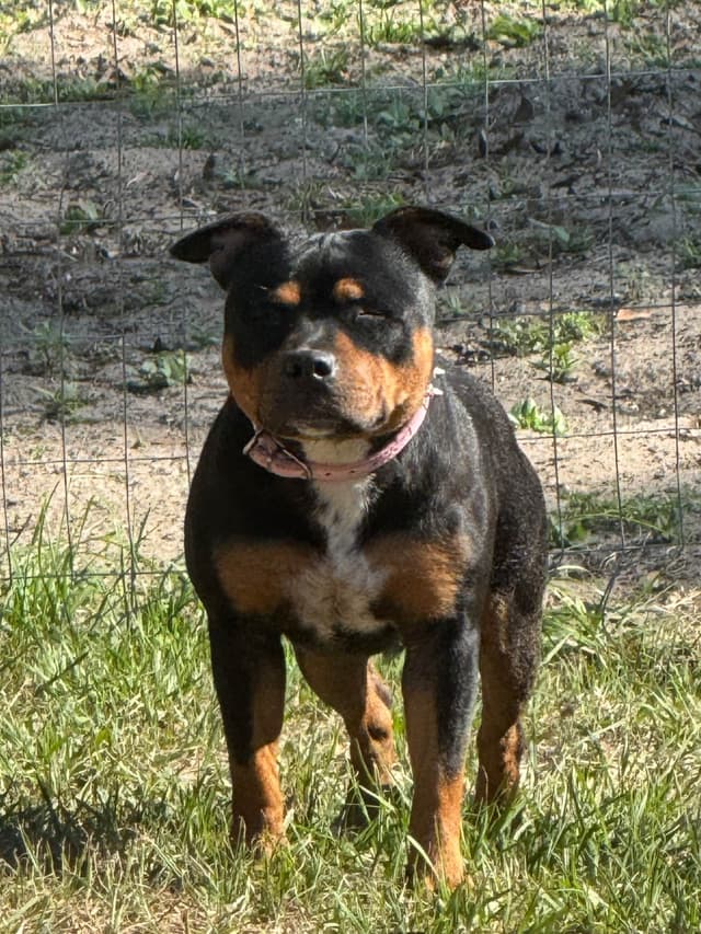Staffordshire Bull Terrier media 2