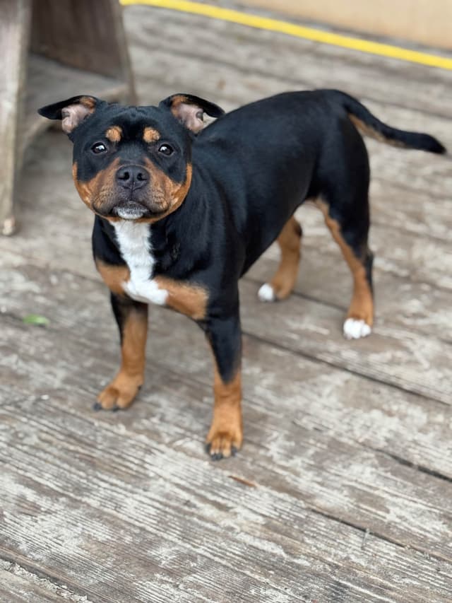 Staffordshire Bull Terrier media 3
