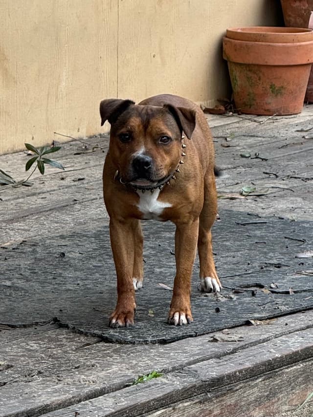 Staffordshire Bull Terrier Puppies media 3