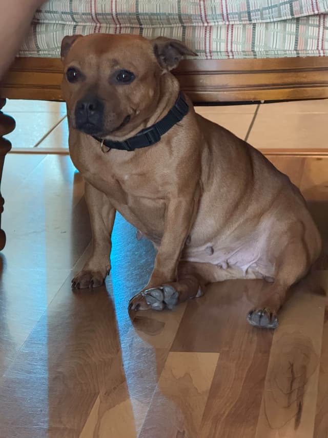 Staffordshire Bull Terrier media 3