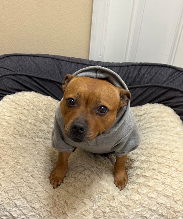 Staffordshire Bull Terrier media 4