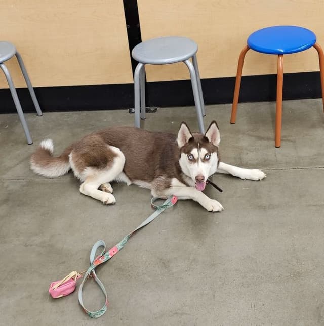 Siberian Husky Puppies media 2