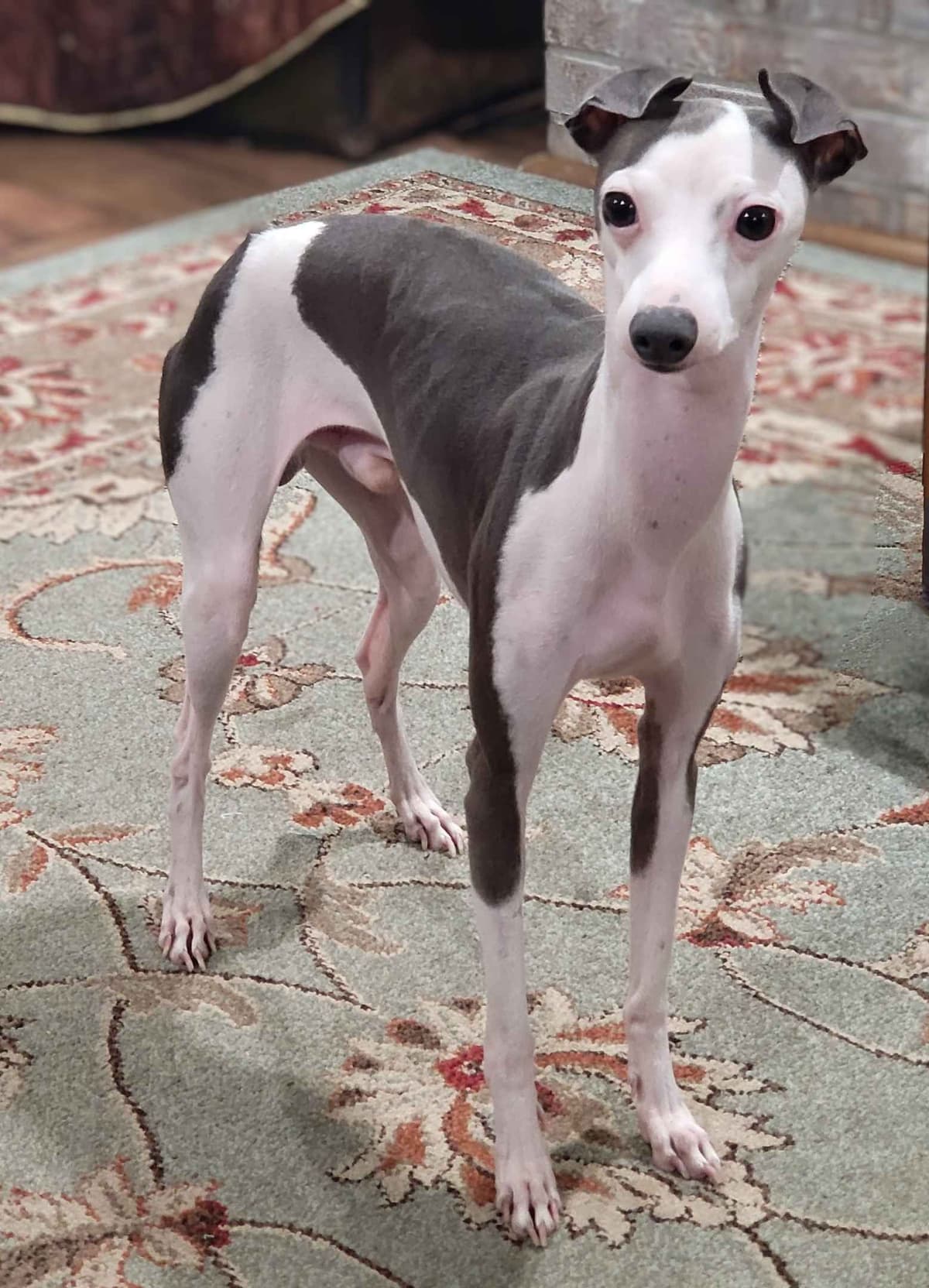 Italian Greyhound Puppies 2 females still available breeder image 2